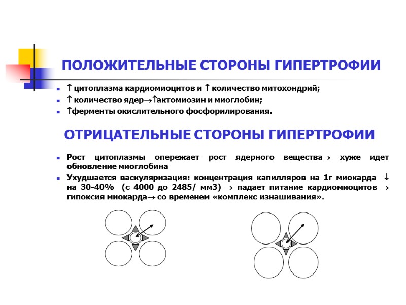 ПОЛОЖИТЕЛЬНЫЕ СТОРОНЫ ГИПЕРТРОФИИ  цитоплазма кардиомиоцитов и  количество митохондрий;  количество ядерактомиозин и